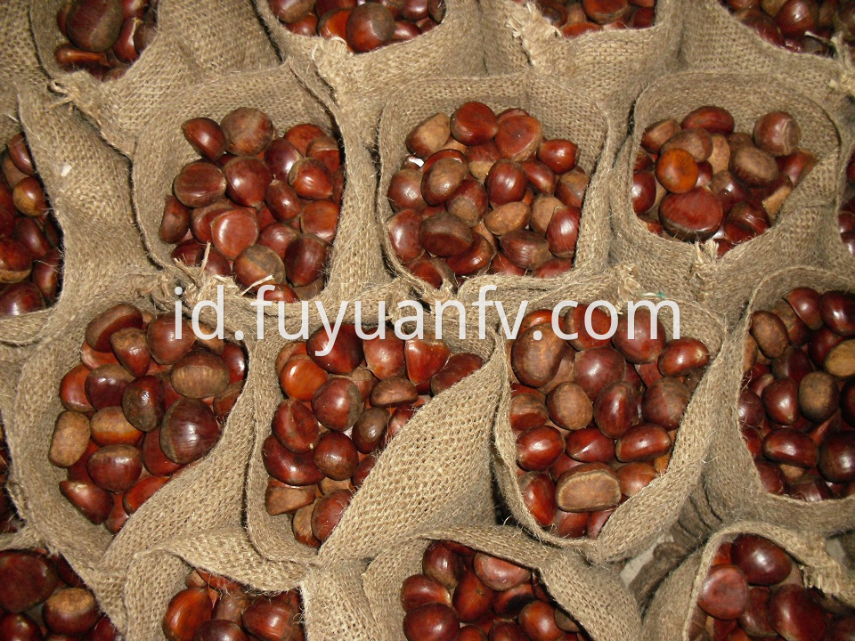 brown color chestnut for export